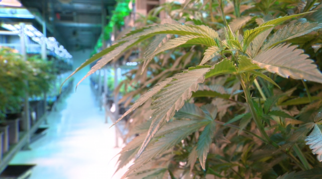 Colorado marijuana revenue surpasses $500 million